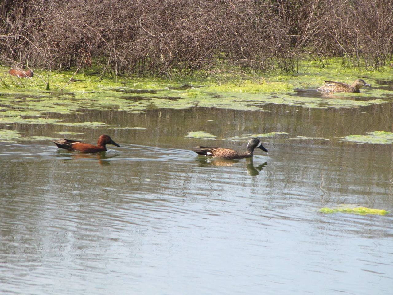 Hunting at the Wetlands