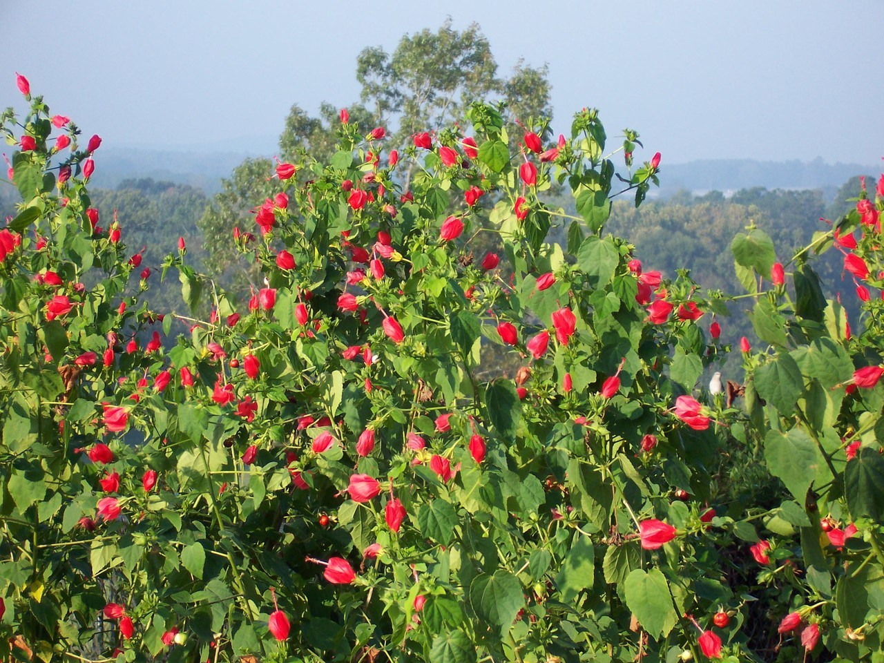 Native Plants: the cool thing about summer