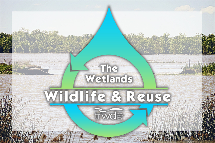 The Wetlands – Wildlife and Reuse