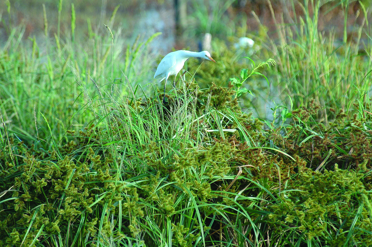 egret-dsc_0105