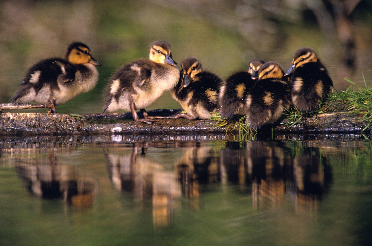 Mallard Ducklings | TRWD