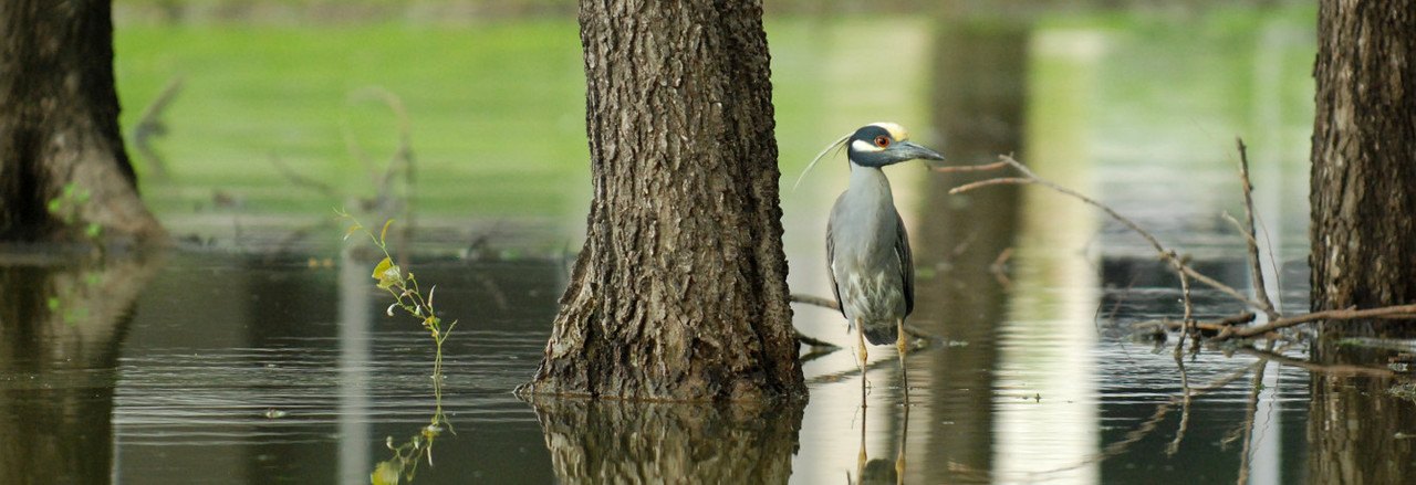 Wetland project receives national award