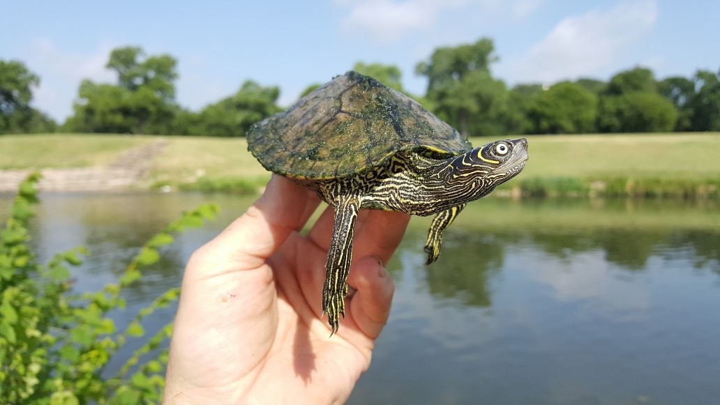 World Turtle Day Celebrated on the Trinity River