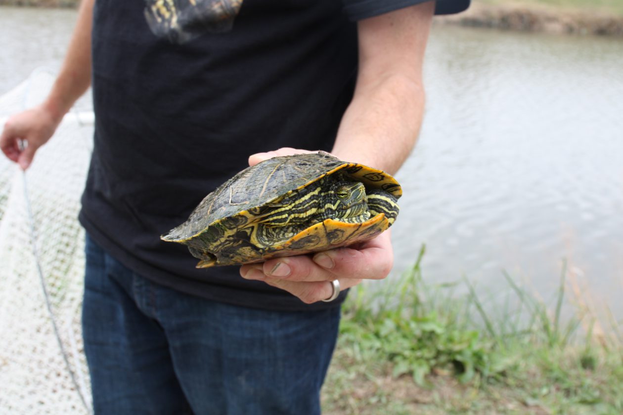 World Turtle Day Celebrated on the Trinity River
