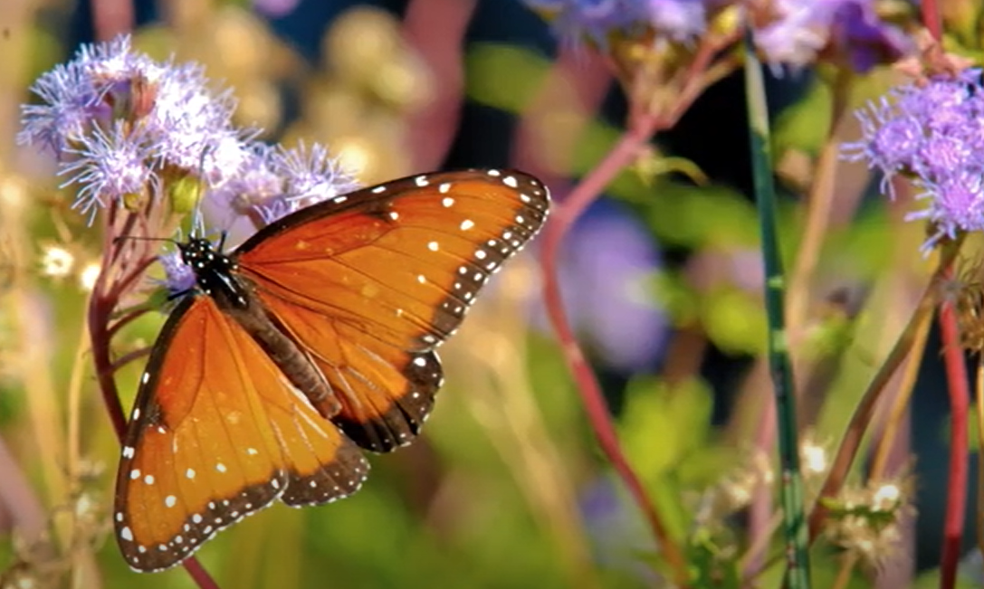 Tough Plants for Texas Gardens: Blue Mistflower