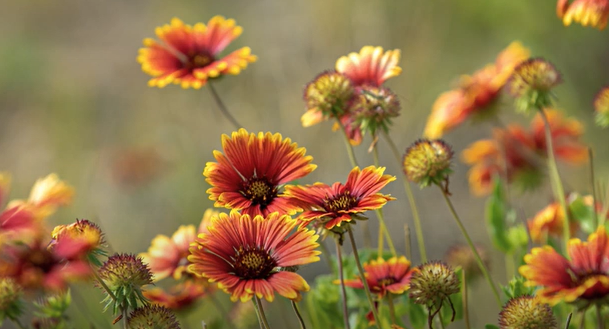 Tough Plants for Texas Gardens: Indian Blanket Flower