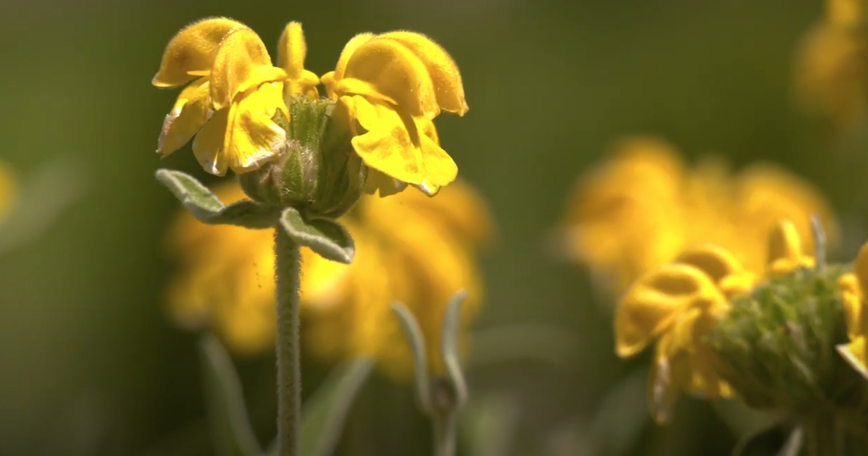 Tough Plants for Texas Gardens: Jerusalem Sage