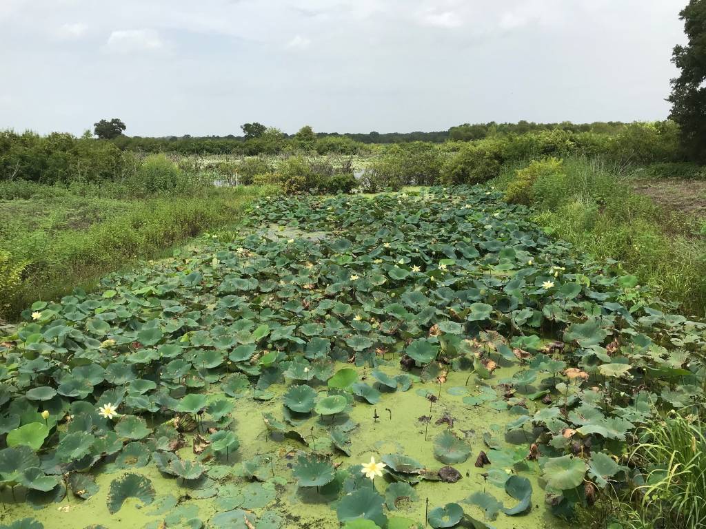 1992 wetlands