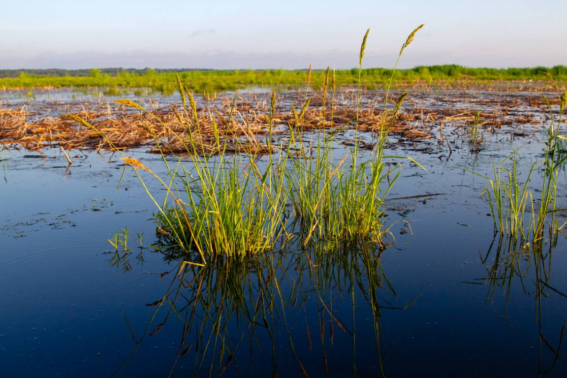 2021 Wetlands